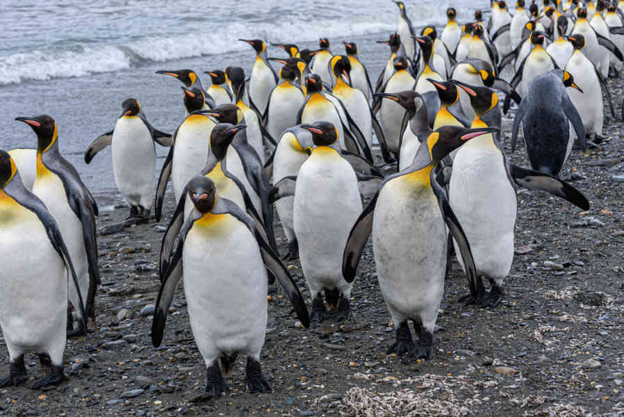 Pingüino Rey - islas Georgias del Sur 096.jpg